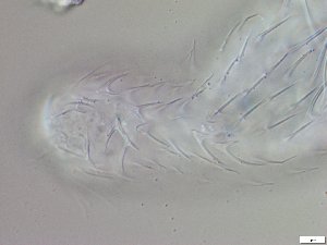  ( - GA_12.14)  @11 [ ] Copyright (2016) Malgorzata Kolicka Department of Animal Taxonomy and Ecology; Adam Mickiewicz University, Poznan