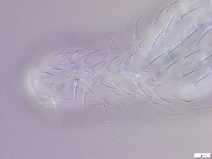  ( - GA_12.14)  @11 [ ] Copyright (2016) Malgorzata Kolicka Department of Animal Taxonomy and Ecology; Adam Mickiewicz University, Poznan