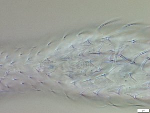  ( - GA_12.14)  @11 [ ] Copyright (2016) Malgorzata Kolicka Department of Animal Taxonomy and Ecology; Adam Mickiewicz University, Poznan