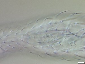  ( - GA_12.14)  @11 [ ] Copyright (2016) Malgorzata Kolicka Department of Animal Taxonomy and Ecology; Adam Mickiewicz University, Poznan