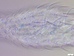  ( - GA_12.14)  @11 [ ] Copyright (2016) Malgorzata Kolicka Department of Animal Taxonomy and Ecology; Adam Mickiewicz University, Poznan