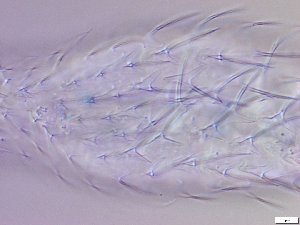  ( - GA_12.14)  @11 [ ] Copyright (2016) Malgorzata Kolicka Department of Animal Taxonomy and Ecology; Adam Mickiewicz University, Poznan