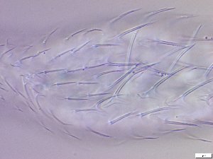  ( - GA_12.14)  @11 [ ] Copyright (2016) Malgorzata Kolicka Department of Animal Taxonomy and Ecology; Adam Mickiewicz University, Poznan