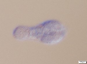  ( - GA_12.4)  @11 [ ] Copyright (2016) Malgorzata Kolicka Department of Animal Taxonomy and Ecology; Adam Mickiewicz University, Poznan