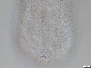  ( - GA_12.4)  @11 [ ] Copyright (2016) Malgorzata Kolicka Department of Animal Taxonomy and Ecology; Adam Mickiewicz University, Poznan