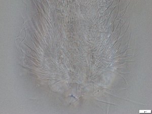  ( - GA_12.4)  @11 [ ] Copyright (2016) Malgorzata Kolicka Department of Animal Taxonomy and Ecology; Adam Mickiewicz University, Poznan