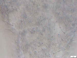  ( - GA_12.4)  @11 [ ] Copyright (2016) Malgorzata Kolicka Department of Animal Taxonomy and Ecology; Adam Mickiewicz University, Poznan