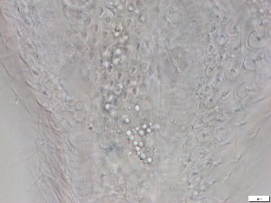  ( - GA_12.4)  @11 [ ] Copyright (2016) Malgorzata Kolicka Department of Animal Taxonomy and Ecology; Adam Mickiewicz University, Poznan