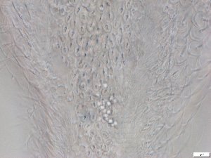  ( - GA_12.4)  @11 [ ] Copyright (2016) Malgorzata Kolicka Department of Animal Taxonomy and Ecology; Adam Mickiewicz University, Poznan