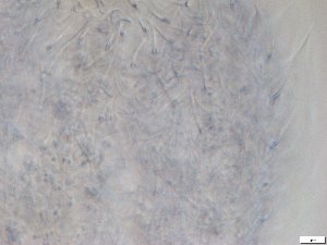  ( - GA_12.4)  @11 [ ] Copyright (2016) Malgorzata Kolicka Department of Animal Taxonomy and Ecology; Adam Mickiewicz University, Poznan