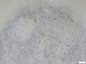  ( - GA_12.4)  @11 [ ] Copyright (2016) Malgorzata Kolicka Department of Animal Taxonomy and Ecology; Adam Mickiewicz University, Poznan