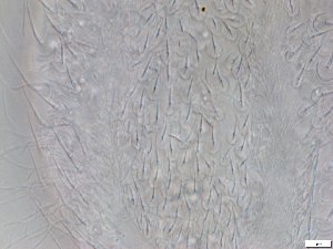  ( - GA_12.4)  @11 [ ] Copyright (2016) Malgorzata Kolicka Department of Animal Taxonomy and Ecology; Adam Mickiewicz University, Poznan