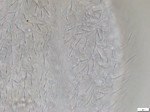  ( - GA_12.4)  @11 [ ] Copyright (2016) Malgorzata Kolicka Department of Animal Taxonomy and Ecology; Adam Mickiewicz University, Poznan