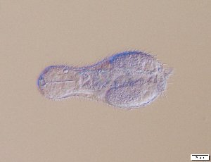  ( - GA_12.4)  @11 [ ] Copyright (2016) Malgorzata Kolicka Department of Animal Taxonomy and Ecology; Adam Mickiewicz University, Poznan