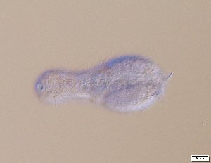  ( - GA_12.4)  @11 [ ] Copyright (2016) Malgorzata Kolicka Department of Animal Taxonomy and Ecology; Adam Mickiewicz University, Poznan
