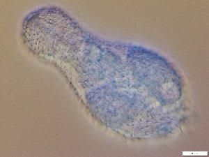  ( - GA_12.4)  @11 [ ] Copyright (2016) Malgorzata Kolicka Department of Animal Taxonomy and Ecology; Adam Mickiewicz University, Poznan