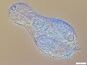  ( - GA_12.4)  @11 [ ] Copyright (2016) Malgorzata Kolicka Department of Animal Taxonomy and Ecology; Adam Mickiewicz University, Poznan