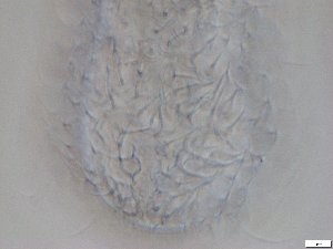  ( - GA_12.4)  @11 [ ] Copyright (2016) Malgorzata Kolicka Department of Animal Taxonomy and Ecology; Adam Mickiewicz University, Poznan