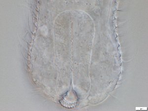  ( - GA_12.4)  @11 [ ] Copyright (2016) Malgorzata Kolicka Department of Animal Taxonomy and Ecology; Adam Mickiewicz University, Poznan