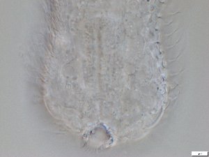  ( - GA_12.4)  @11 [ ] Copyright (2016) Malgorzata Kolicka Department of Animal Taxonomy and Ecology; Adam Mickiewicz University, Poznan