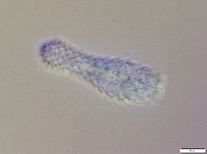  ( - GA_13.1)  @11 [ ] Copyright (2016) Malgorzata Kolicka Department of Animal Taxonomy and Ecology; Adam Mickiewicz University, Poznan
