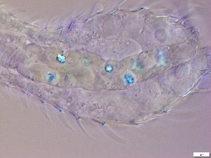  ( - GA_13.1)  @11 [ ] Copyright (2016) Malgorzata Kolicka Department of Animal Taxonomy and Ecology; Adam Mickiewicz University, Poznan