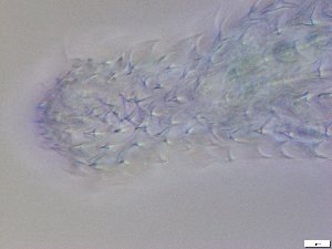  ( - GA_13.1)  @11 [ ] Copyright (2016) Malgorzata Kolicka Department of Animal Taxonomy and Ecology; Adam Mickiewicz University, Poznan