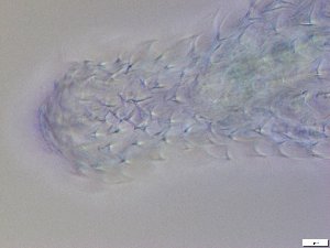  ( - GA_13.1)  @11 [ ] Copyright (2016) Malgorzata Kolicka Department of Animal Taxonomy and Ecology; Adam Mickiewicz University, Poznan