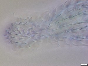  ( - GA_13.1)  @11 [ ] Copyright (2016) Malgorzata Kolicka Department of Animal Taxonomy and Ecology; Adam Mickiewicz University, Poznan