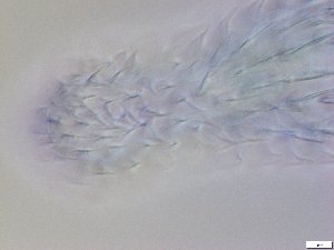  ( - GA_13.1)  @11 [ ] Copyright (2016) Malgorzata Kolicka Department of Animal Taxonomy and Ecology; Adam Mickiewicz University, Poznan