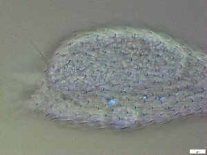  ( - GA_21.2)  @11 [ ] Copyright (2016) Malgorzata Kolicka Department of Animal Taxonomy and Ecology; Adam Mickiewicz University, Poznan