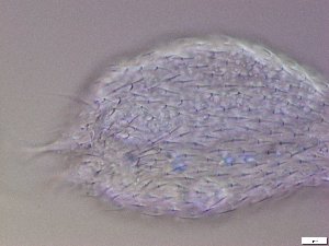  ( - GA_21.2)  @11 [ ] Copyright (2016) Malgorzata Kolicka Department of Animal Taxonomy and Ecology; Adam Mickiewicz University, Poznan