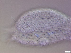  ( - GA_21.2)  @11 [ ] Copyright (2016) Malgorzata Kolicka Department of Animal Taxonomy and Ecology; Adam Mickiewicz University, Poznan