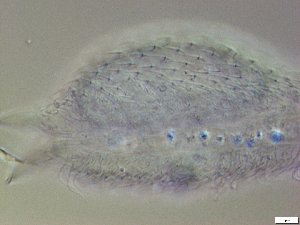  ( - GA_21.2)  @11 [ ] Copyright (2016) Malgorzata Kolicka Department of Animal Taxonomy and Ecology; Adam Mickiewicz University, Poznan