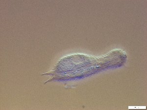  ( - GA_21.2)  @11 [ ] Copyright (2016) Malgorzata Kolicka Department of Animal Taxonomy and Ecology; Adam Mickiewicz University, Poznan