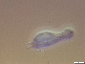  ( - GA_21.2)  @11 [ ] Copyright (2016) Malgorzata Kolicka Department of Animal Taxonomy and Ecology; Adam Mickiewicz University, Poznan