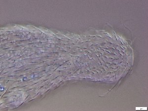  ( - GA_21.2)  @11 [ ] Copyright (2016) Malgorzata Kolicka Department of Animal Taxonomy and Ecology; Adam Mickiewicz University, Poznan