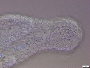  ( - GA_21.2)  @11 [ ] Copyright (2016) Malgorzata Kolicka Department of Animal Taxonomy and Ecology; Adam Mickiewicz University, Poznan