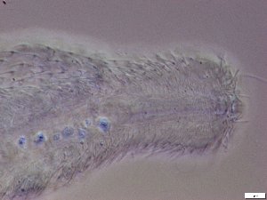  ( - GA_21.2)  @11 [ ] Copyright (2016) Malgorzata Kolicka Department of Animal Taxonomy and Ecology; Adam Mickiewicz University, Poznan