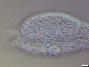  ( - GA_21.2)  @11 [ ] Copyright (2016) Malgorzata Kolicka Department of Animal Taxonomy and Ecology; Adam Mickiewicz University, Poznan