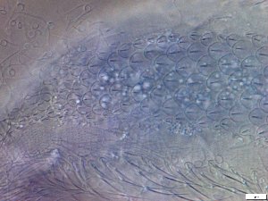  ( - GA_23.4)  @11 [ ] Copyright (2024) Malgorzata Kolicka Department of Animal Taxonomy and Ecology; Adam Mickiewicz University, Poznan