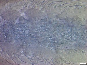  ( - GA_23.4)  @11 [ ] Copyright (2026) Malgorzata Kolicka Department of Animal Taxonomy and Ecology; Adam Mickiewicz University, Poznan