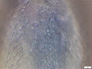  ( - GA_23.4)  @11 [ ] Copyright (2027) Malgorzata Kolicka Department of Animal Taxonomy and Ecology; Adam Mickiewicz University, Poznan