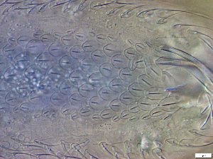  ( - GA_23.4)  @11 [ ] Copyright (2029) Malgorzata Kolicka Department of Animal Taxonomy and Ecology; Adam Mickiewicz University, Poznan