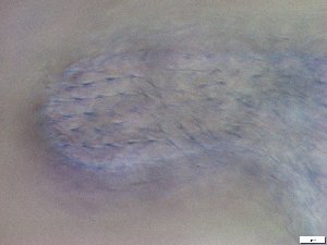  ( - GA_23.4)  @11 [ ] Copyright (2016) Malgorzata Kolicka Department of Animal Taxonomy and Ecology; Adam Mickiewicz University, Poznan