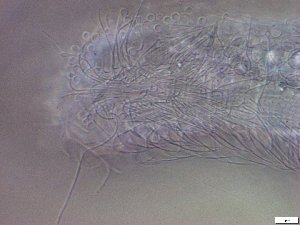  ( - GA_23.4)  @11 [ ] Copyright (2018) Malgorzata Kolicka Department of Animal Taxonomy and Ecology; Adam Mickiewicz University, Poznan