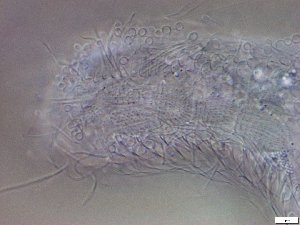  ( - GA_23.4)  @11 [ ] Copyright (2019) Malgorzata Kolicka Department of Animal Taxonomy and Ecology; Adam Mickiewicz University, Poznan