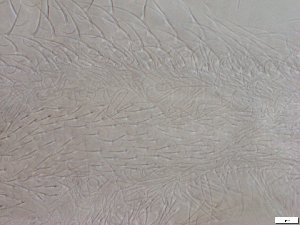  ( - GA_6.1)  @11 [ ] Copyright (2016) Malgorzata Kolicka Department of Animal Taxonomy and Ecology; Adam Mickiewicz University, Poznan