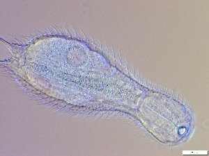  ( - GA_6.1)  @11 [ ] Copyright (2016) Malgorzata Kolicka Department of Animal Taxonomy and Ecology; Adam Mickiewicz University, Poznan
