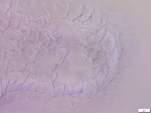  ( - GA_6.1)  @11 [ ] Copyright (2016) Malgorzata Kolicka Department of Animal Taxonomy and Ecology; Adam Mickiewicz University, Poznan